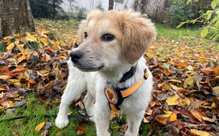 Loui – ein kleiner Herzensbrecher