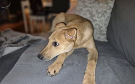 Carolin sucht ihr Zuhause