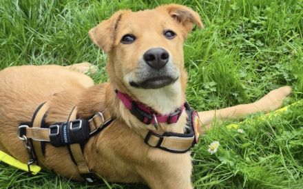 Carolin sucht ihr Zuhause