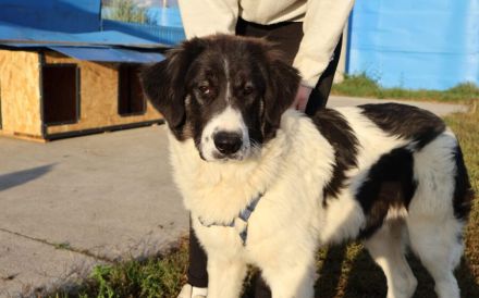 Stattlicher aber sanfter Rüde Angelo