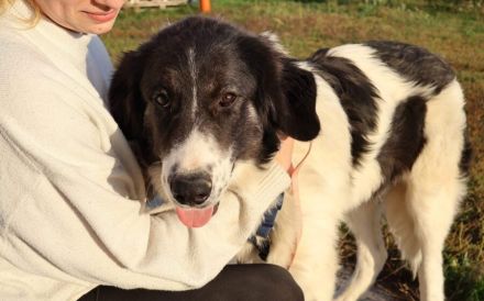 Stattlicher aber sanfter Rüde Angelo