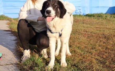 Stattlicher aber sanfter Rüde Angelo