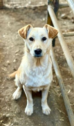 Nuno, ein freundlicher, etwas zurückhaltender Bursche, sucht seine Familie