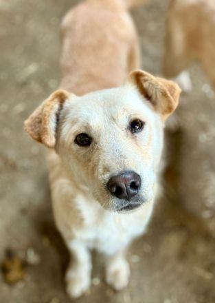 Nuno, ein freundlicher, etwas zurückhaltender Bursche, sucht seine Familie