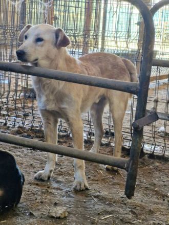 Nuno, ein freundlicher, etwas zurückhaltender Bursche, sucht seine Familie
