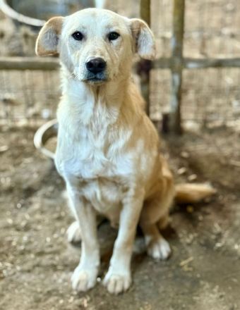 Nuno, ein freundlicher, etwas zurückhaltender Bursche, sucht seine Familie