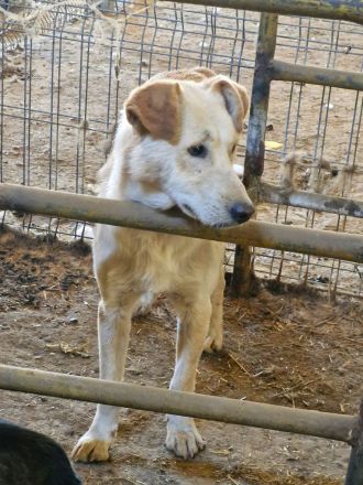 Nuno, ein freundlicher, etwas zurückhaltender Bursche, sucht seine Familie