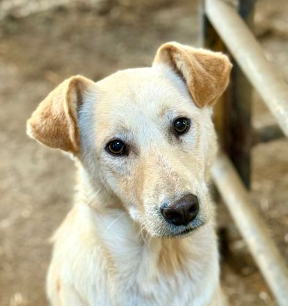 Nuno, ein freundlicher, etwas zurückhaltender Bursche, sucht seine Familie