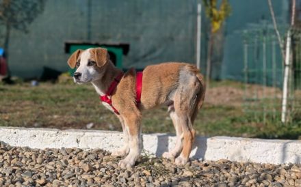 Rico – ein tapferer kleiner Kämpfer sucht sein Zuhause fürs Leben.