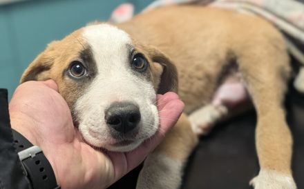 Rico – ein tapferer kleiner Kämpfer sucht sein Zuhause fürs Leben.