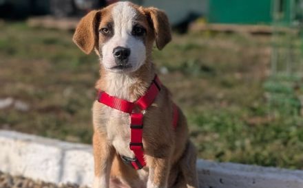 Rico – ein tapferer kleiner Kämpfer sucht sein Zuhause fürs Leben.