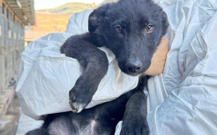 Inola – ein zartes Hundemädchen sucht ihr großes Glück.