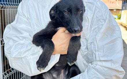 Inola – ein zartes Hundemädchen sucht ihr großes Glück.