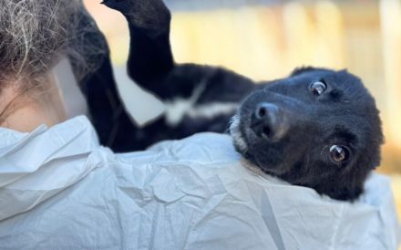 Inola – ein zartes Hundemädchen sucht ihr großes Glück.