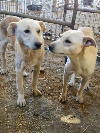 Ailo, offen und neugierig möchte adoptiert werden