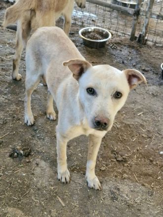 Ailo, offen und neugierig möchte adoptiert werden