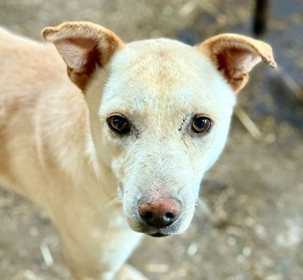 Ailo, offen und neugierig möchte adoptiert werden