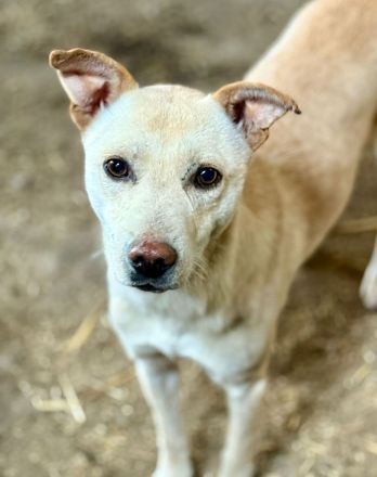 Ailo, offen und neugierig möchte adoptiert werden