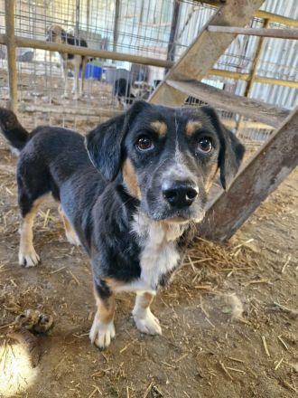 Herr Böhm, klein, freundlich, sucht ein Zuhause