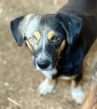 Herr Böhm, klein, freundlich, sucht ein Zuhause