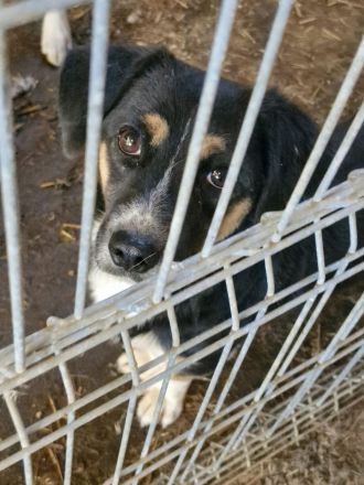 Herr Böhm, klein, freundlich, sucht ein Zuhause