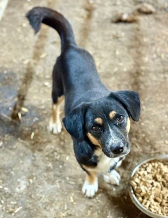 Herr Böhm, klein, freundlich, sucht ein Zuhause