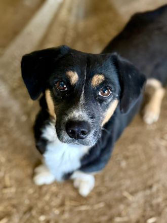 Herr Böhm, klein, freundlich, sucht ein Zuhause