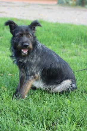 Fröhlicher Heart sucht ein Körbchen