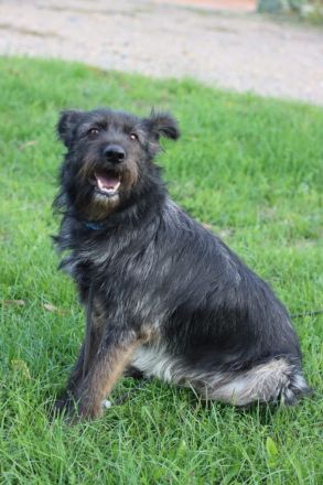 Fröhlicher Heart sucht ein Körbchen