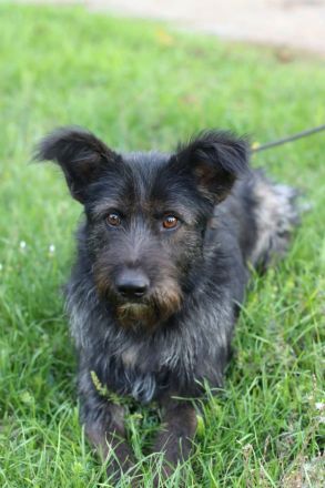 Fröhlicher Heart sucht ein Körbchen