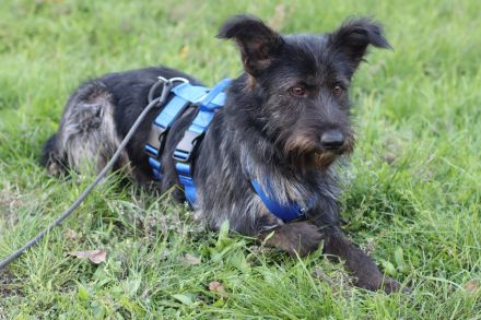 Fröhlicher Heart sucht ein Körbchen