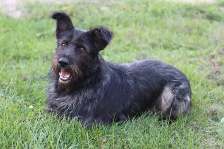 Fröhlicher Heart sucht ein Körbchen