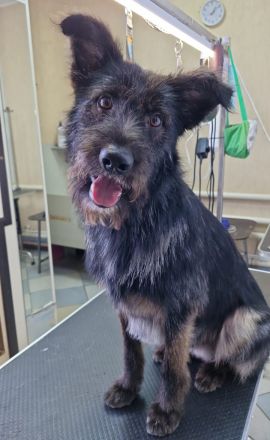 Fröhlicher Heart sucht ein Körbchen