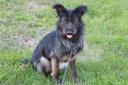 Fröhlicher Heart sucht ein Körbchen