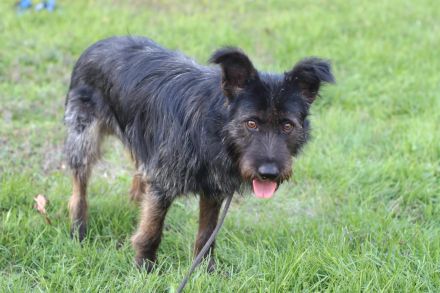 Fröhlicher Heart sucht ein Körbchen