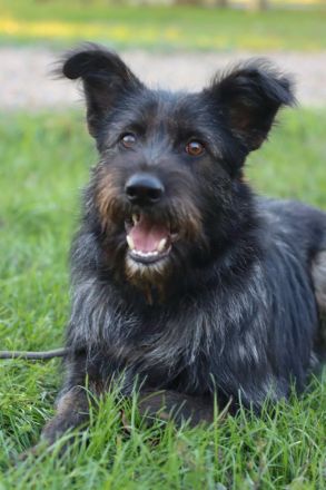 Fröhlicher Heart sucht ein Körbchen