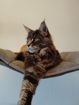 Maine Coon in liebevolle Hände abzugeben