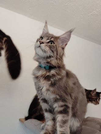 Maine Coon in liebevolle Hände abzugeben