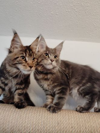 Maine Coon in liebevolle Hände abzugeben