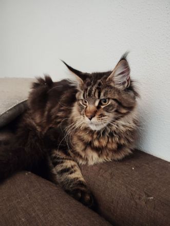 Maine Coon in liebevolle Hände abzugeben