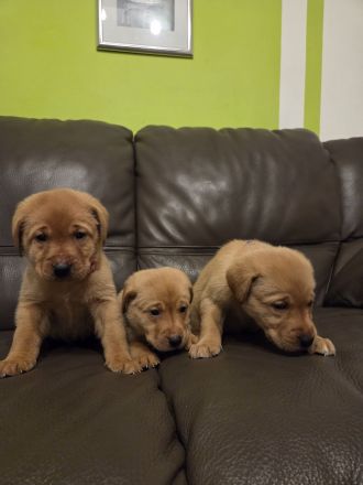 Reinrassige Labrador Welpen Foxred aus Hobbyzucht