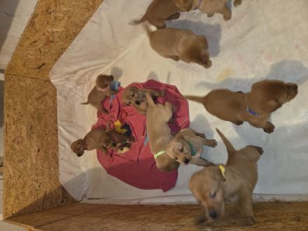 Reinrassige Labrador Welpen Foxred aus Hobbyzucht