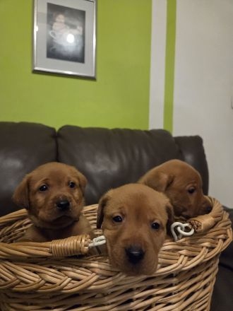 Reinrassige Labrador Welpen Foxred aus Hobbyzucht