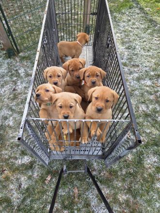 Reinrassige Labrador Welpen Foxred aus Hobbyzucht