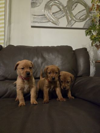 Reinrassige Labrador Welpen Foxred aus Hobbyzucht