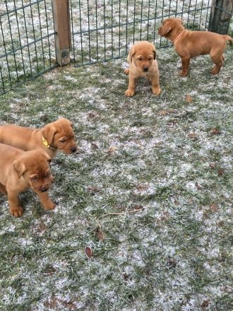 Reinrassige Labrador Welpen Foxred aus Hobbyzucht