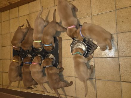 Reinrassige Labrador Welpen Foxred aus Hobbyzucht