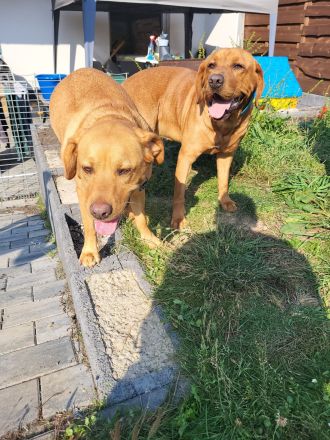 Reinrassige Labrador Welpen Foxred aus Hobbyzucht