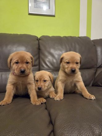 Reinrassige Labrador Welpen Foxred aus Hobbyzucht