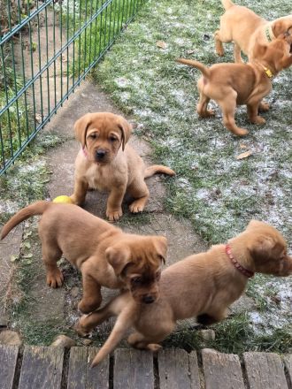 Reinrassige Labrador Welpen Foxred aus Hobbyzucht